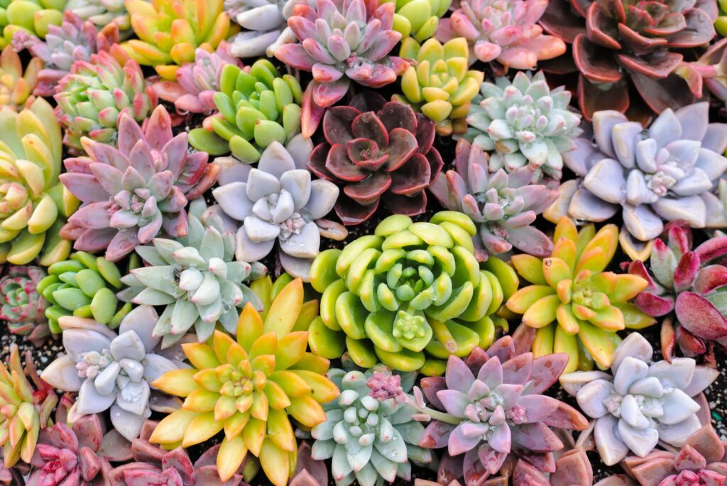 カラフルな多肉植物