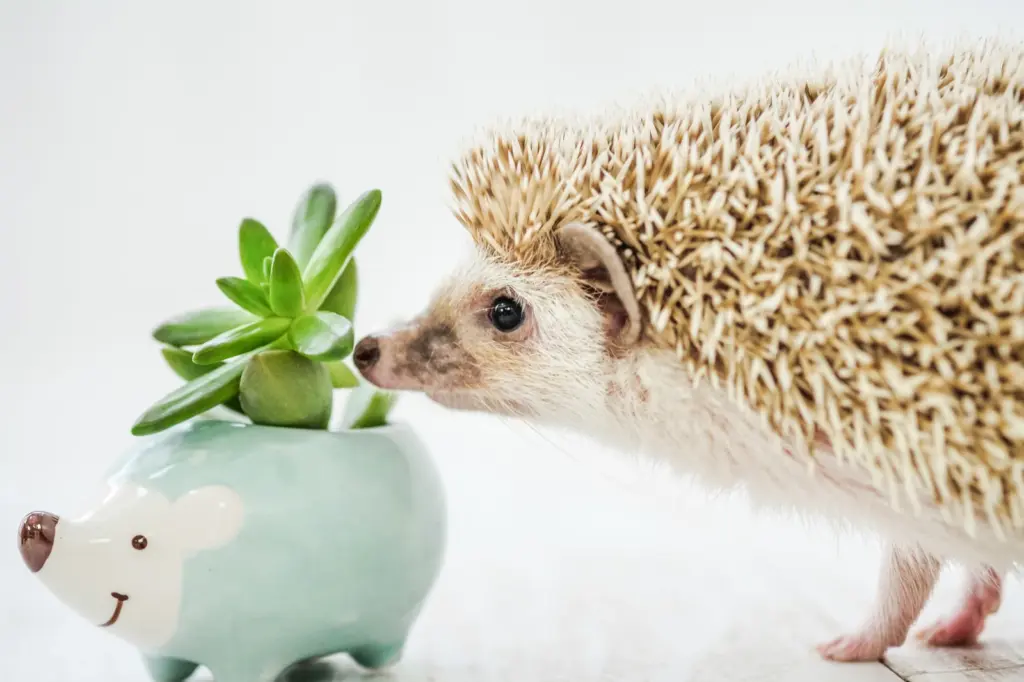 多肉植物の匂いを嗅ぐハリネズミ